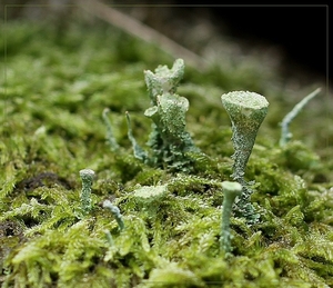 Kopjesbekermos - Cladonia fimbriata IMG-0006