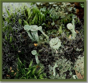 Kopjesbekermos - Cladonia fimbriata IMG-0521