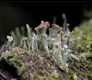 Kopjesbekermos - Cladonia fimbriata IMG-2257