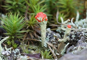 Rode heidelucifer - Cladonia floerkeana