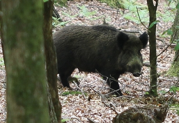 Everzwijn - Sus scrofa IMG - 272