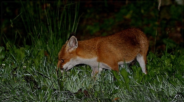 Vos - Vulpes vulpes IMG-1664