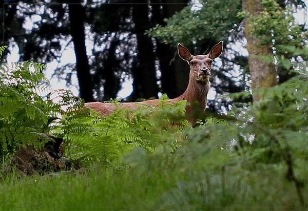 Edelhert - Cervus elaphus  IMG-1242