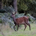 Edelhert - Cervus elaphus IMG-0410