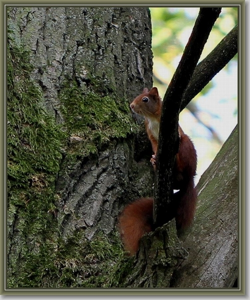 Rode Eekhoorn - Sciurus vulgaris IMG-0324