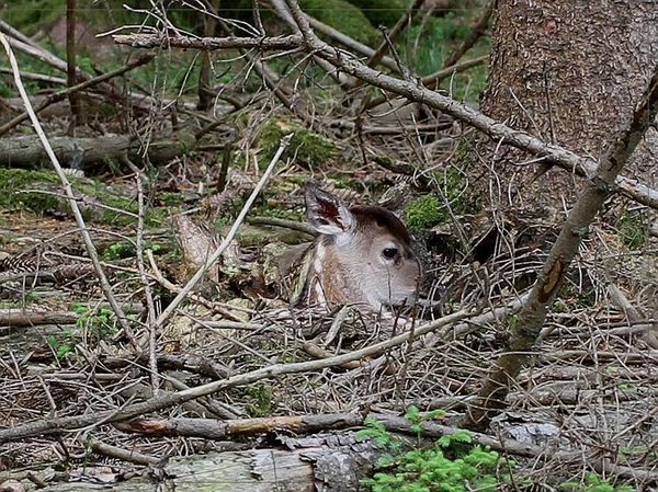 Edelhert - Cervus elaphus