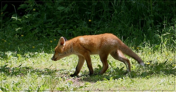 Vos - Vulpes vulpes