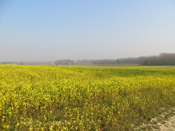 2014-03-13 Scheldewindeke 13