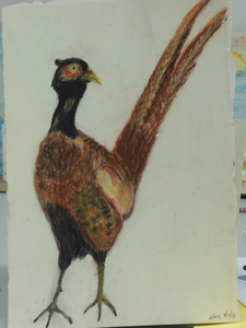 fazant in cont�krijt