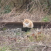 LEUK PLAATJE VAN POES