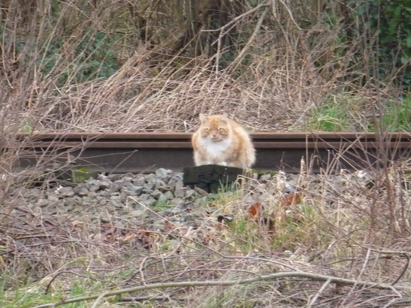 LEUK PLAATJE VAN POES