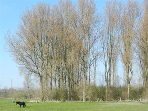 20140316.Heusden 005 (Medium)