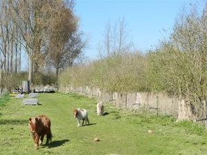 20140316.Heusden 006 (Medium)