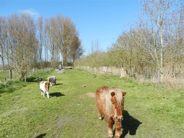 20140316.Heusden 007 (Medium)