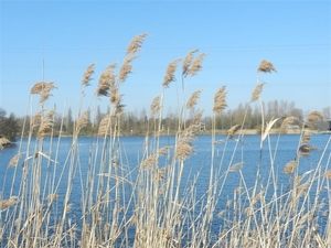 20140316.Heusden 017 (Medium)