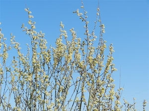 20140316.Heusden 033 (Medium)