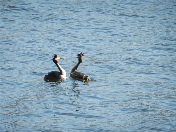 20140316.Heusden 046 (Medium)