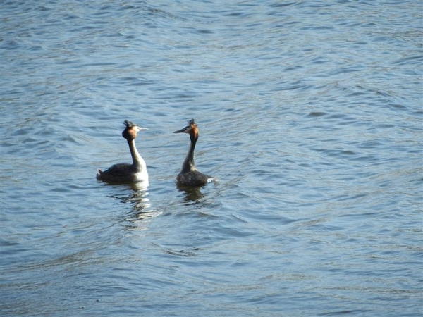 20140316.Heusden 047 (Medium)