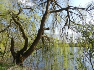 20140316.Heusden 049 (Medium)