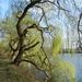 20140316.Heusden 050 (Medium)