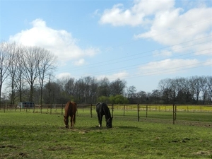 20140316.Heusden 053 (Medium)