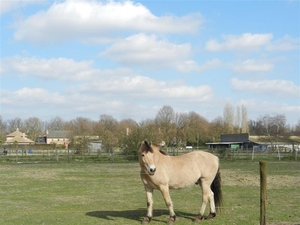 20140316.Heusden 056 (Medium)