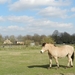 20140316.Heusden 057 (Medium)