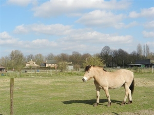 20140316.Heusden 057 (Medium)