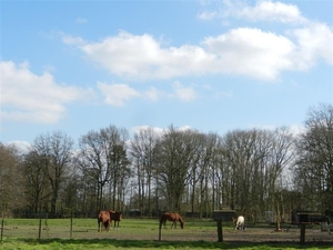 20140316.Heusden 059 (Medium)