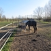 2014-03-16 Gentbrugge 25