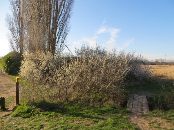 2014-03-16 Gentbrugge 31