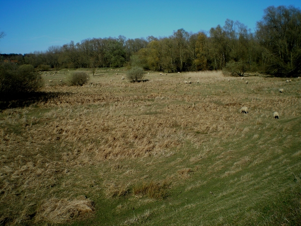 Schapen