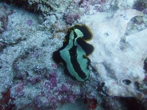 P2221217