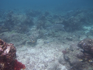 Eagle-ray...!