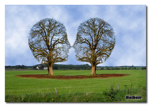 Bomen-hoofden