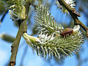 2014_03_23 Natuurwandeling Wellemeersen 003