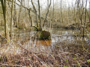 2014_03_23 Natuurwandeling Wellemeersen 009