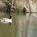 2014_03_23 Natuurwandeling Wellemeersen 011