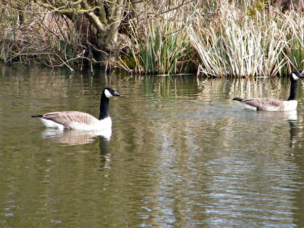 2014_03_23 Natuurwandeling Wellemeersen 011