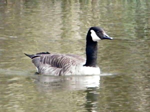 2014_03_23 Natuurwandeling Wellemeersen 012