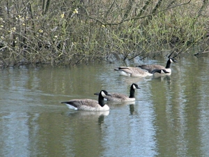 2014_03_23 Natuurwandeling Wellemeersen 013