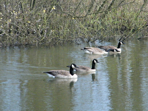 Wellemeersen Denderleeuw