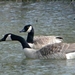 2014_03_23 Natuurwandeling Wellemeersen 014