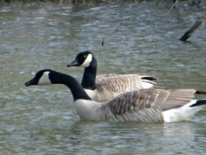 2014_03_23 Natuurwandeling Wellemeersen 014