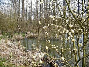 2014_03_23 Natuurwandeling Wellemeersen 015