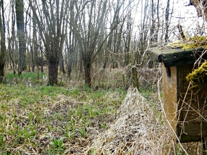 2014_03_23 Natuurwandeling Wellemeersen 018