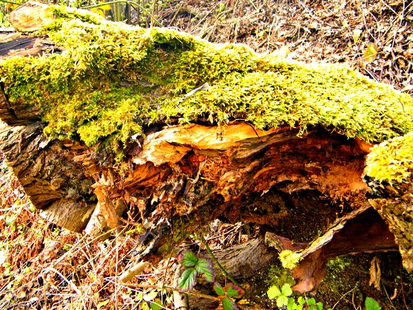 2014_03_23 Natuurwandeling Wellemeersen 019