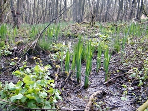 2014_03_23 Natuurwandeling Wellemeersen 020