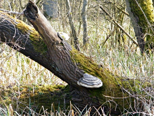 Wellemeersen Denderleeuw