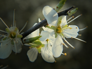 2014_03_23 Natuurwandeling Wellemeersen 025